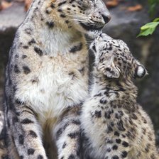 Снежные барсы