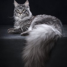 Схема вышивки «Мэйн кун серый»