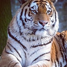 Схема вышивки «УССУРИЙСКИЙ ТИГР»