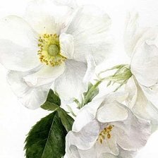 Белый шиповник