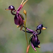 Схема вышивки «Xaribulbul»