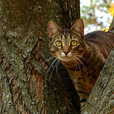 Схема вышивки «№2422796»