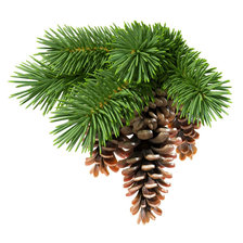 Схема вышивки «шишка_1»