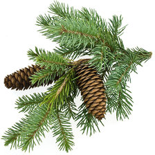 Схема вышивки «еловая ветка»