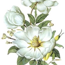 Схема вышивки «Шиповник»