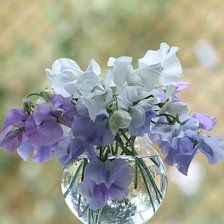 Схема вышивки «№2423092»