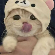 Схема вышивки «Котенок в милой шапке»