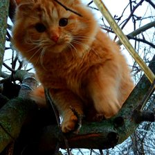 Схема вышивки «Котенок»