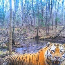 Схема вышивки «Тигр»