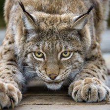 Схема вышивки «Рысь»