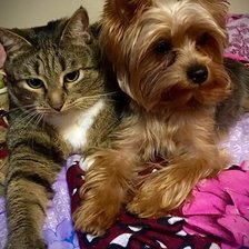 Схема вышивки «пушистые друзья»