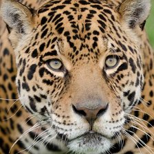 Схема вышивки «Ягуар»