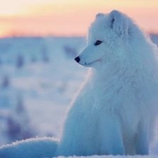 Схема вышивки «Песец»