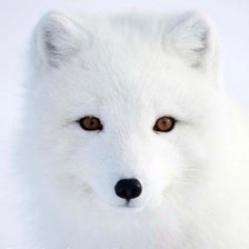 Схема вышивки «Песец»