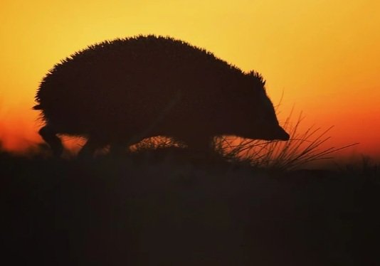 Ёжик - вечер, лето, ежик - оригинал