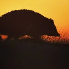 Схема вышивки «Ёжик»