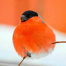 Схема вышивки «Снегирь»