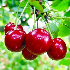 Схема вышивки «Вишни»