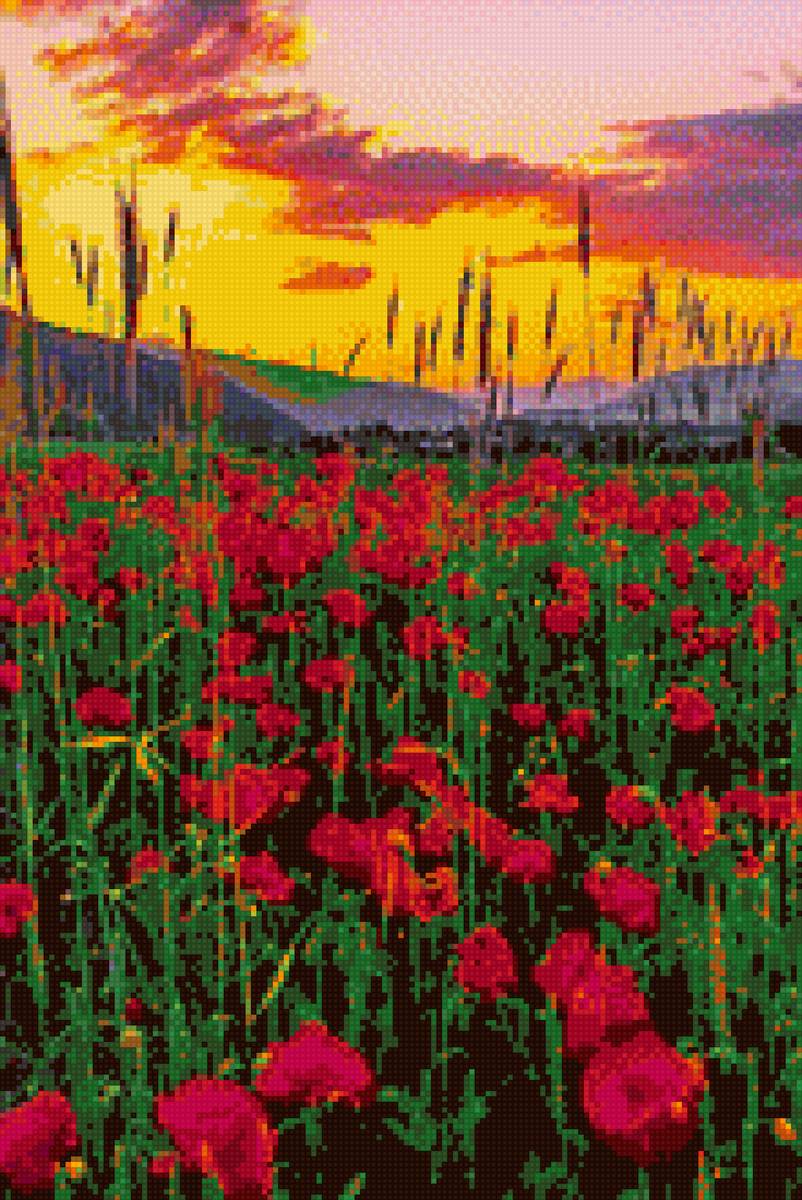 Маки на закате - поле, маки, лето - предпросмотр