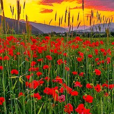 Схема вышивки «Маки на закате»