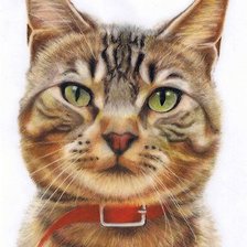 Схема вышивки «Gato.»