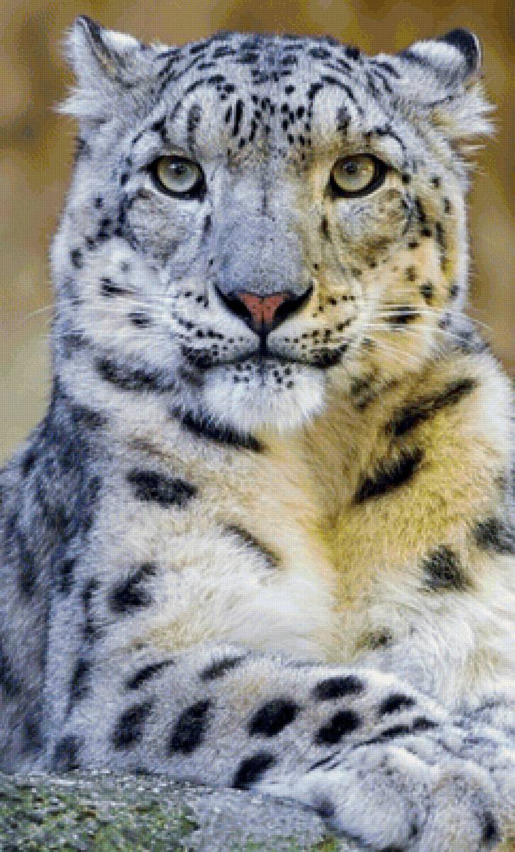 Снежный барс - предпросмотр