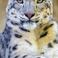 Схема вышивки «Снежный барс»