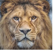 Схема вышивки «364х330»