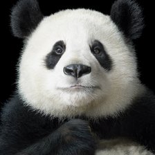 Схема вышивки «Панда»