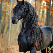 Схема вышивки «Животные»