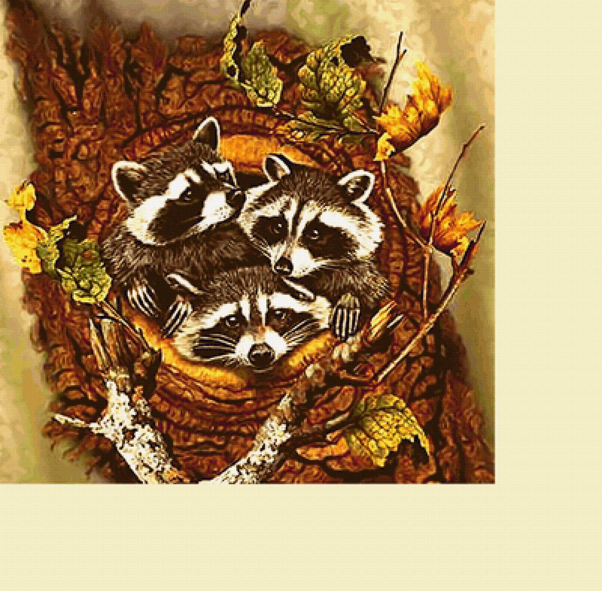 Серия "Еноты" - еноты, животные - предпросмотр