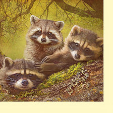 Схема вышивки «Серия "Еноты"»