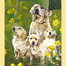 Схема вышивки «Серия "Собаки". Лабрадоры. По просьбе  Наталья_092»