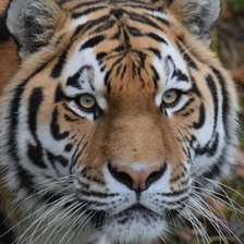 Схема вышивки «Тигр»