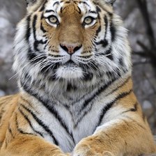 Схема вышивки «дикие»