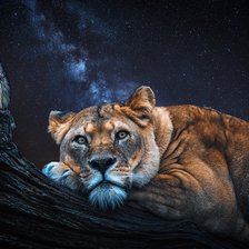 Схема вышивки «№2426202»