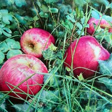 Схема вышивки «№2426453»