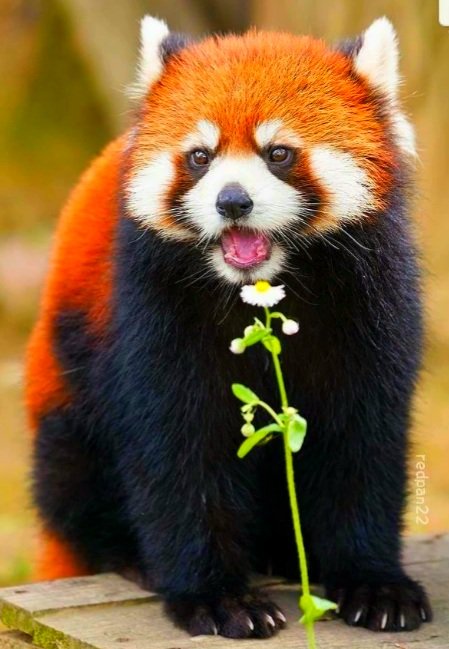 Красная панда - красная, панда, животное - оригинал