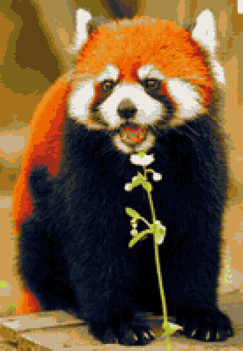 Красная панда - панда, красная, животное - предпросмотр