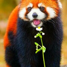 Схема вышивки «Красная панда»