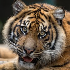 Схема вышивки «№2426524»