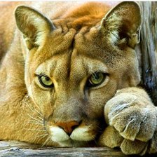 Схема вышивки «Puma»