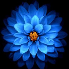 Схема вышивки «flor»