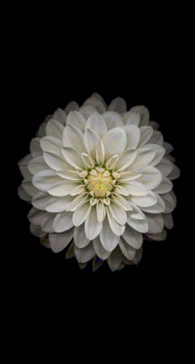 flor - flor - предпросмотр