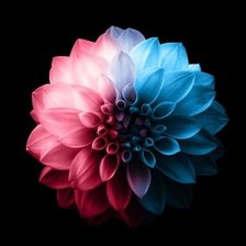 Схема вышивки «flor»