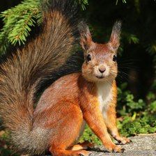 Схема вышивки «белка»