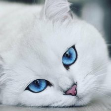 Схема вышивки «кошка»