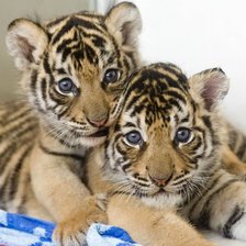 Схема вышивки «Тигрята»