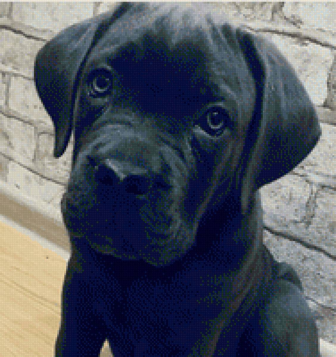 Кане корсо итальяно - друг человека, кане корсо, собака - предпросмотр