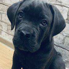 Кане корсо итальяно